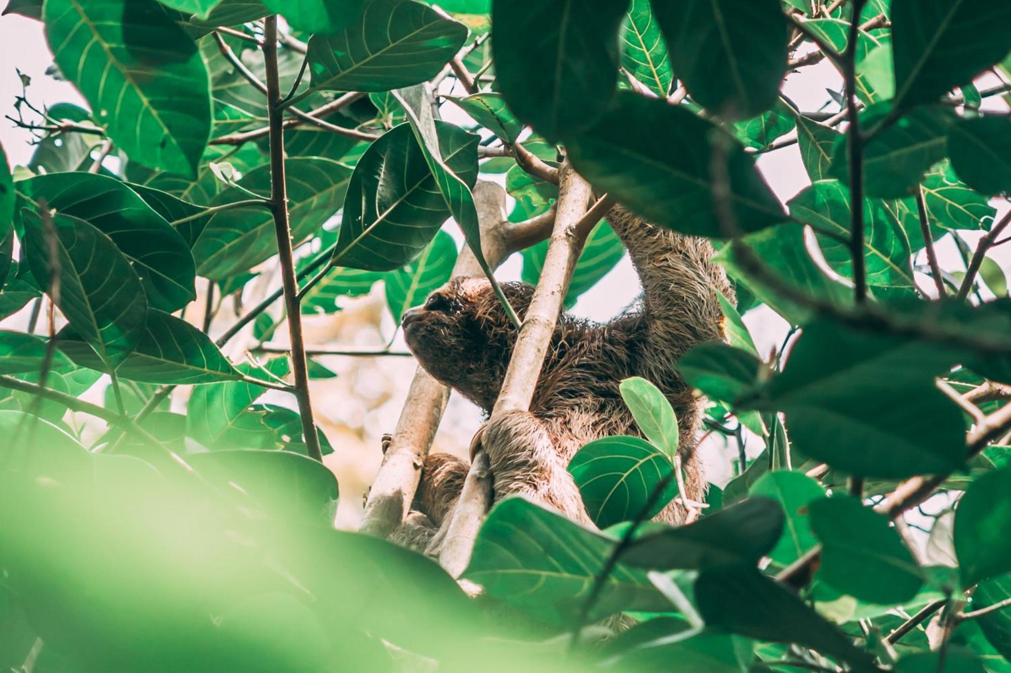 La Loma Jungle Lodge And Chocolate Farm Bocas Town Ngoại thất bức ảnh